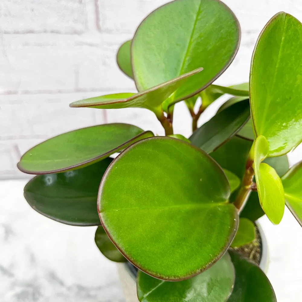 15 - 25cm Peperomia Red Margin Clusifolia 12cm Pot House Plant