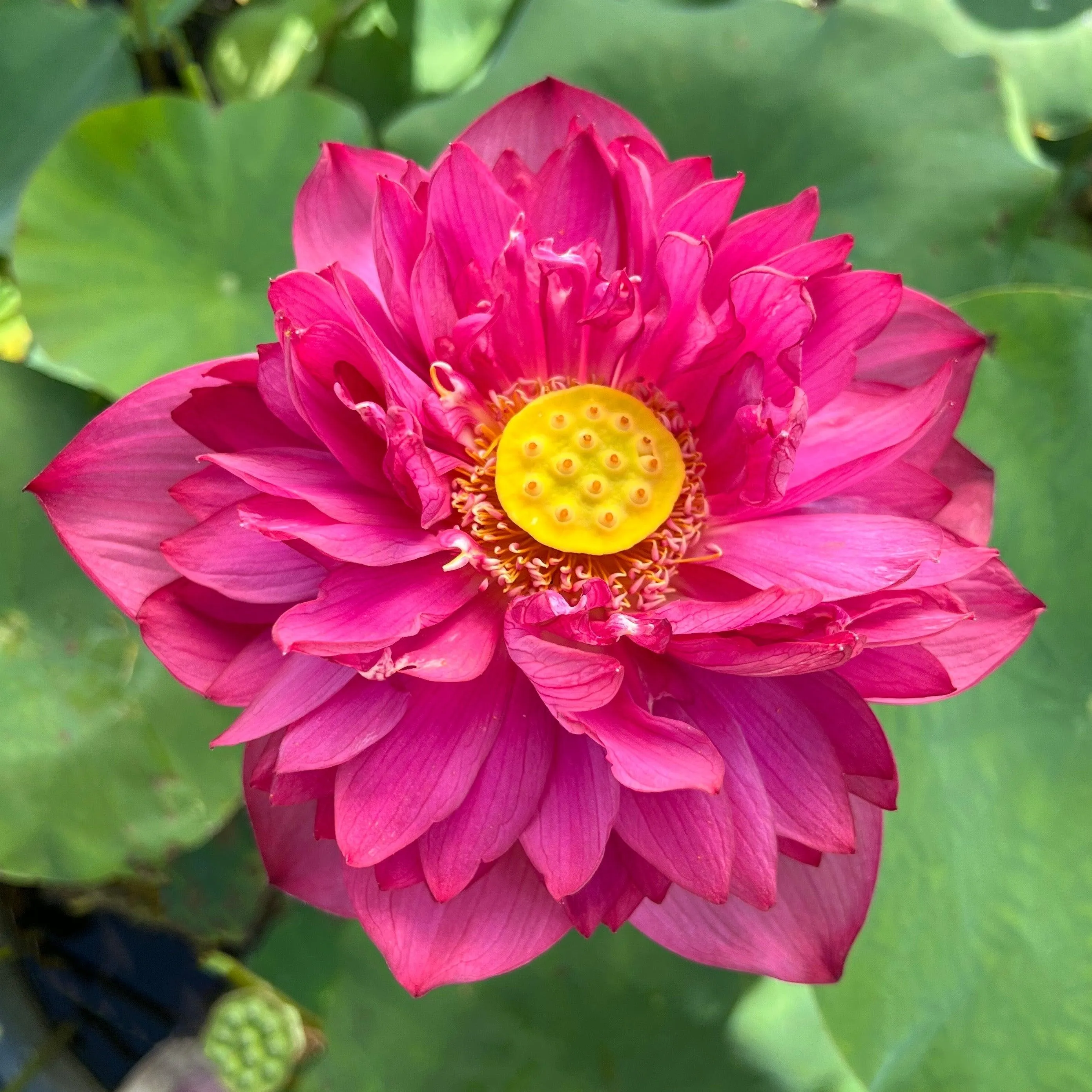 2024 New Lanceolate Red - Red Stamen Lotus (Bare Root)
