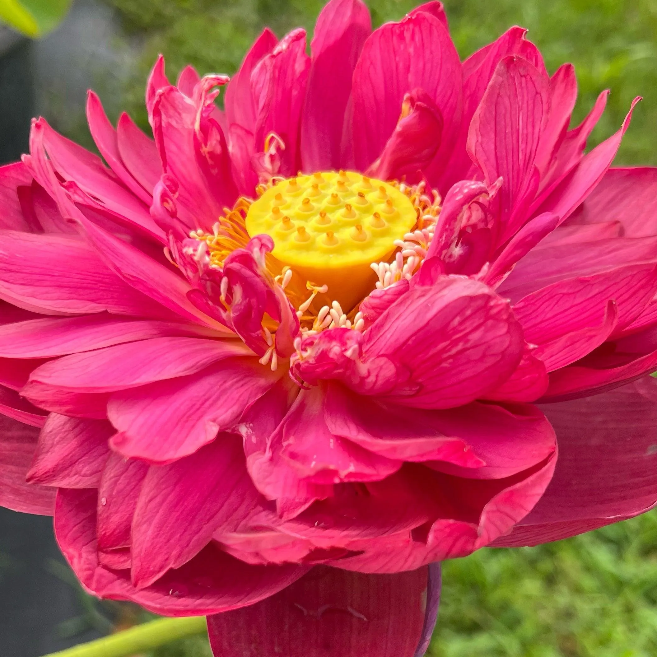 2024 New Lanceolate Red - Red Stamen Lotus (Bare Root)