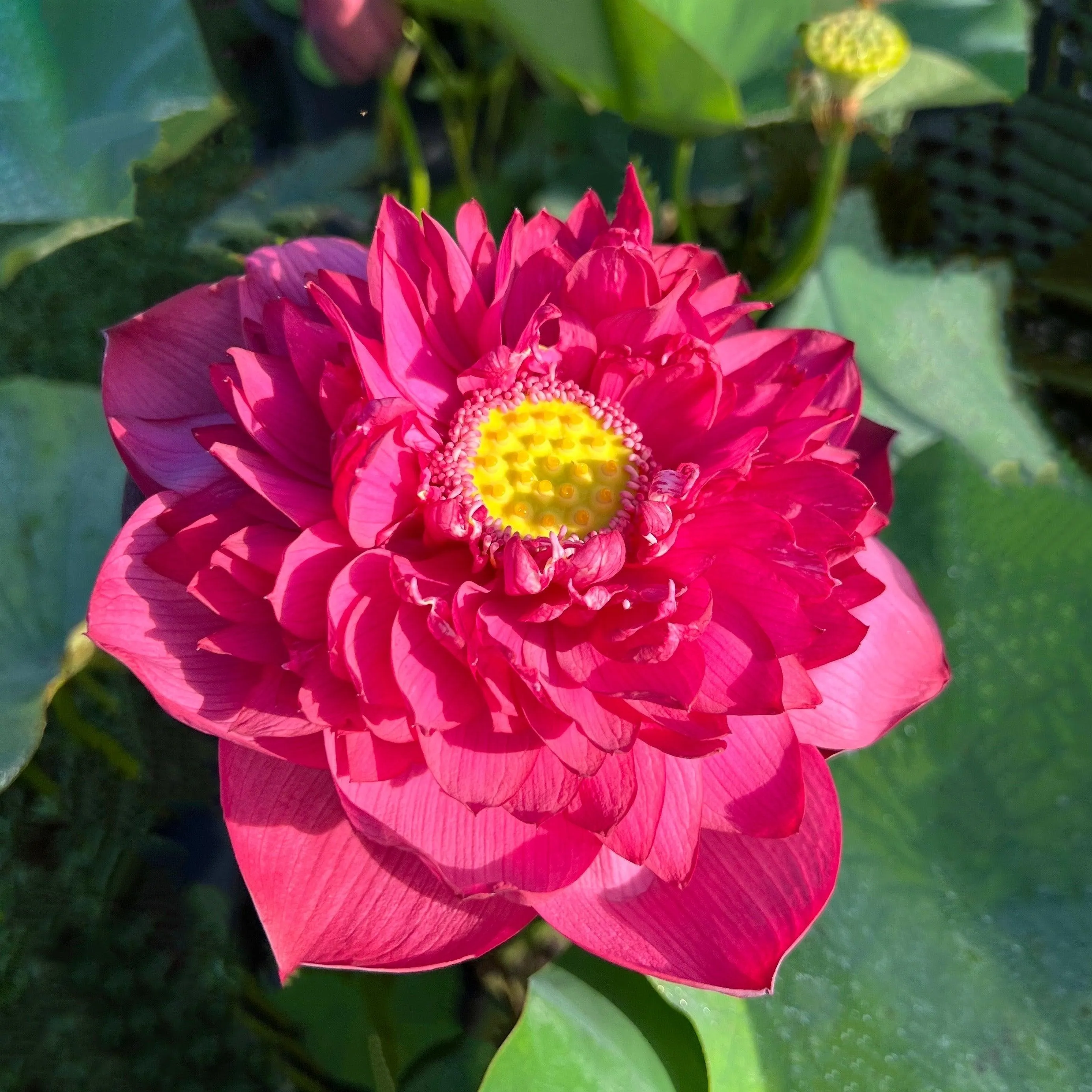 2024 New Lanceolate Red - Red Stamen Lotus (Bare Root)