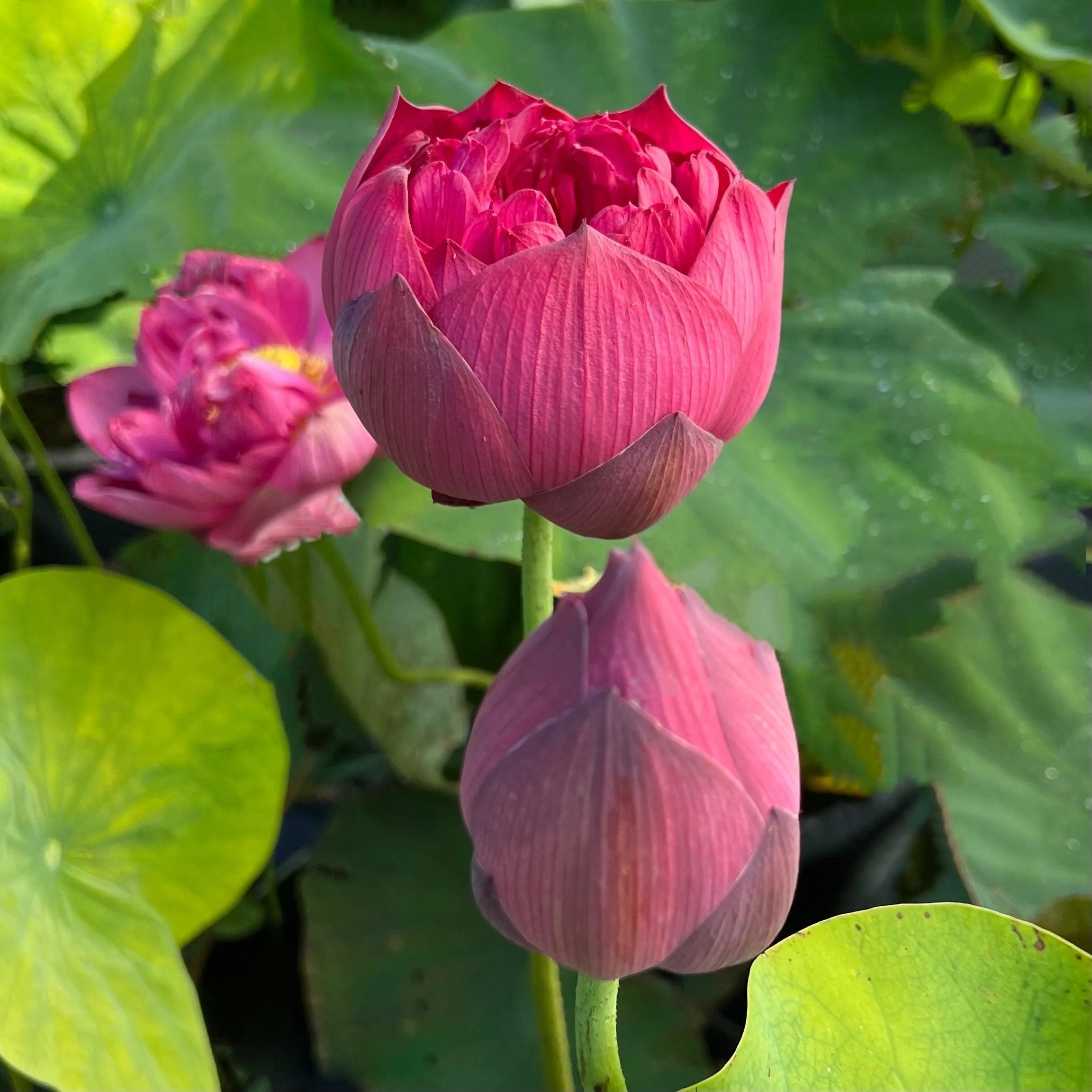 2024 New Lanceolate Red - Red Stamen Lotus (Bare Root)
