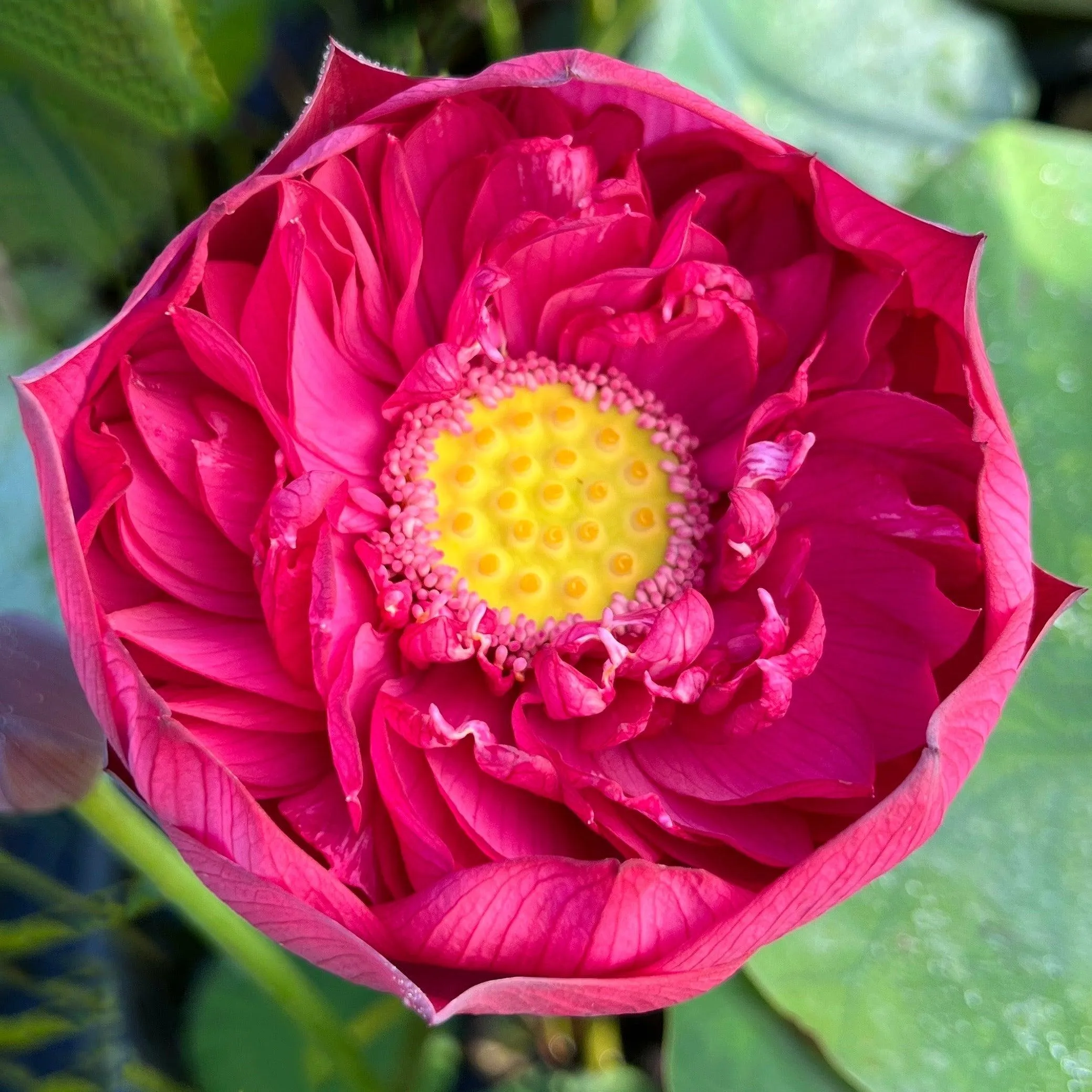 2024 New Lanceolate Red - Red Stamen Lotus (Bare Root)