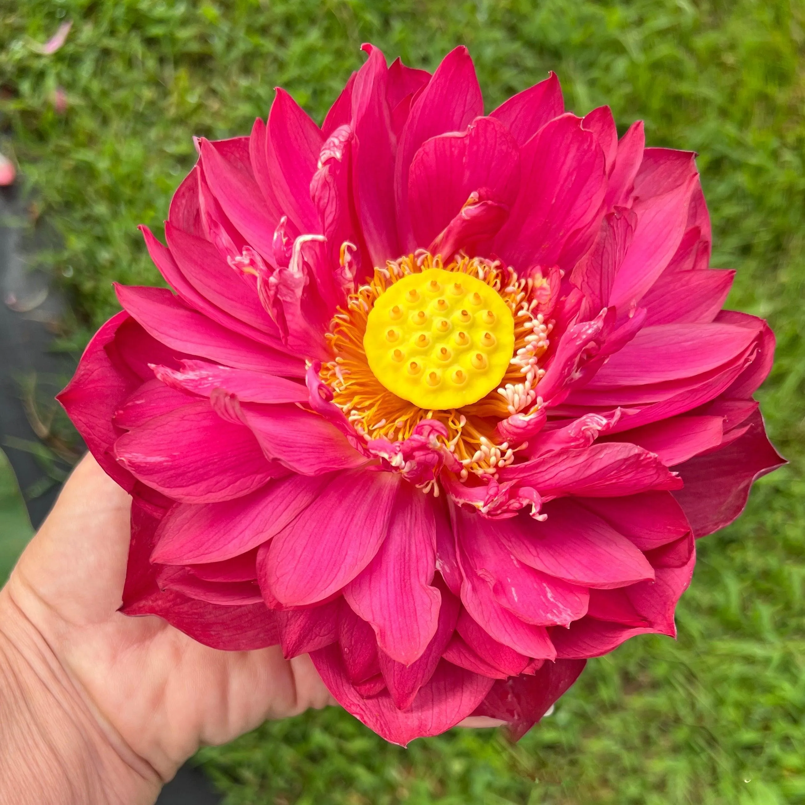 2024 New Lanceolate Red - Red Stamen Lotus (Bare Root)