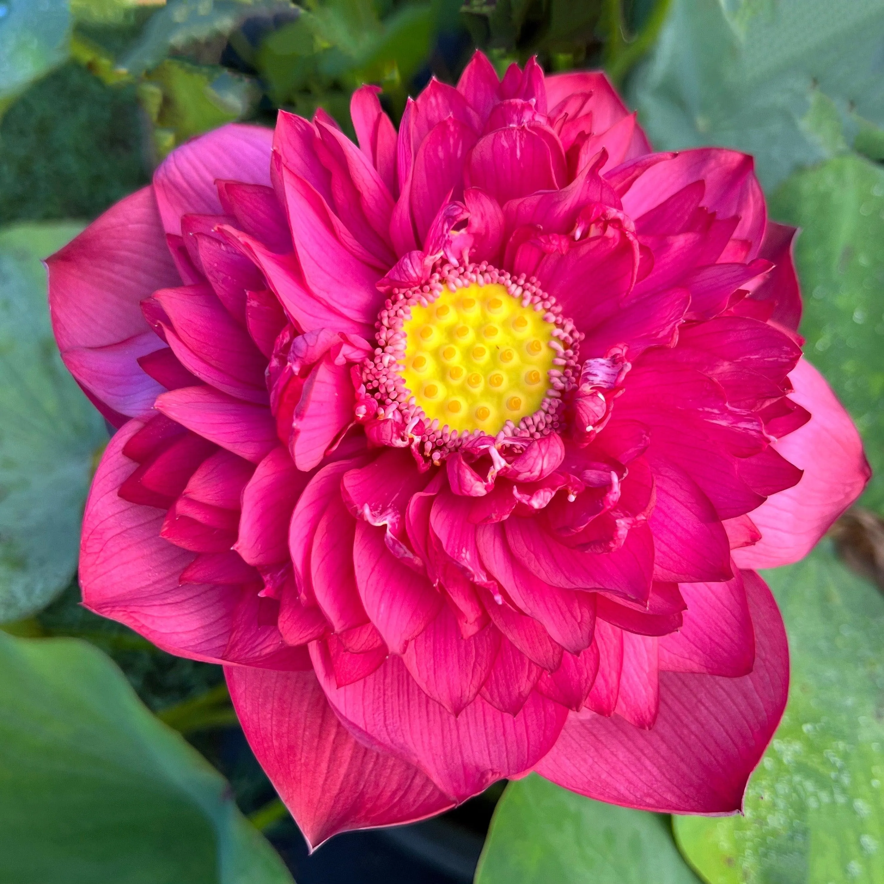 2024 New Lanceolate Red - Red Stamen Lotus (Bare Root)